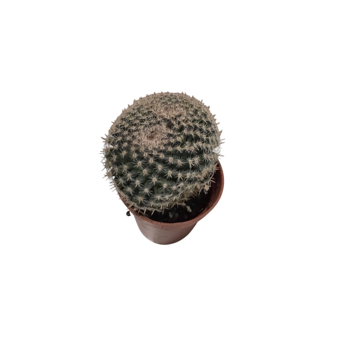 Cactus esférico en maceta